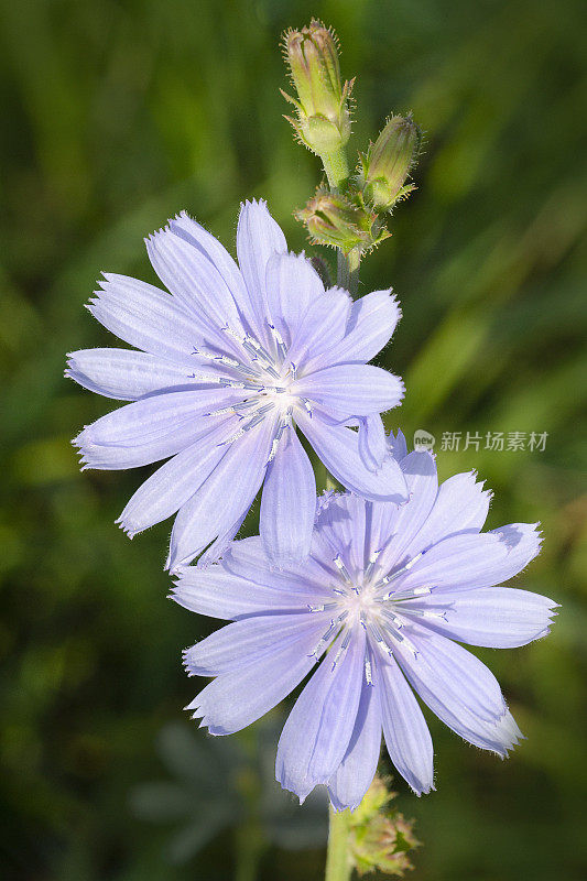 菊苣,Cichorium intybus